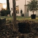 Arbre a planter : plantation en jardin, pelle et tuteur près du trou
